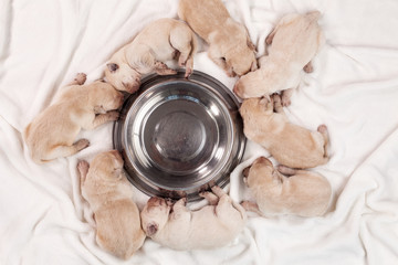 Cute newborn labrador puppy dogs sleeping around empty feeding bowl