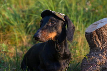 Black and tan dachshund in khaki cap standing near tree stump