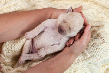 Woman holding newborn labrador puppy dog