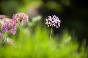 Blühender Iranlauch mit unscharfem Vordergrund