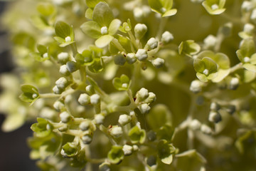 Grüne Ballhortensie