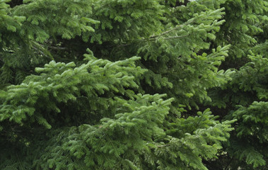 Green spruce branches as a textured background.
