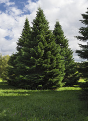 Fototapeta na wymiar Fluffy spruce trees in the forest.