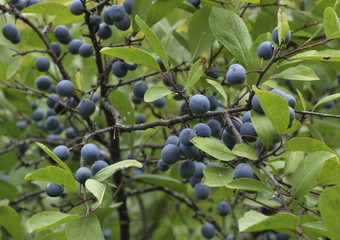 The small purple plums ripening on a branch.