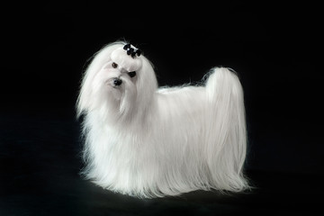 White Maltese dog on wooden background