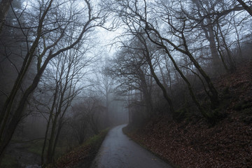 Road through forest and autumn fog