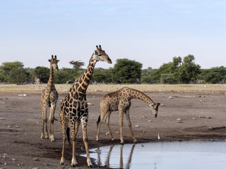 Fototapeta na wymiar South African giraffe, Giraffa giraffa giraffa, near waterhole, Etosha National Park, Namibia
