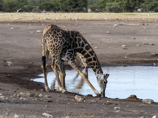 South African giraffe, Giraffa giraffa giraffa, near waterhole, Etosha National Park, Namibia