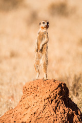 Meerkat Sentry