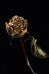 Gold Rose