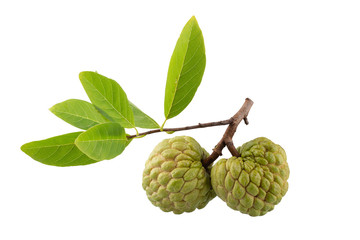 Fototapeta premium custard apple fruit isolated on a white background