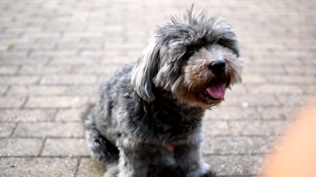 A dog chilling sat on the ground while looking around