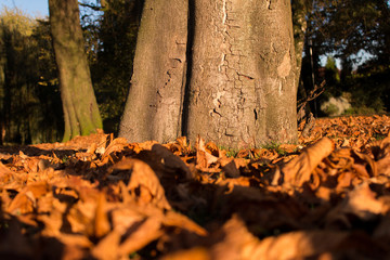 Herbstlaub