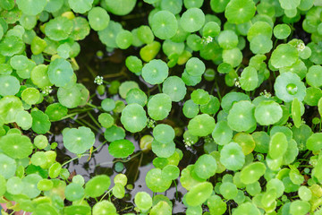 Beautiful Water Pennywort