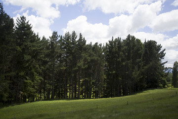 Fototapeta na wymiar Forest Landscape of New Zealand