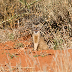 Yellow Mongoose