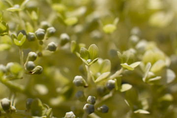 Grüne Ballhortenise