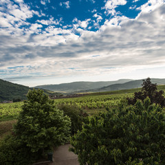 Weinberg Frankreich