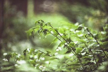 Farn im Gegenlicht mit Regentropfen vor unscharfem Hintergrund