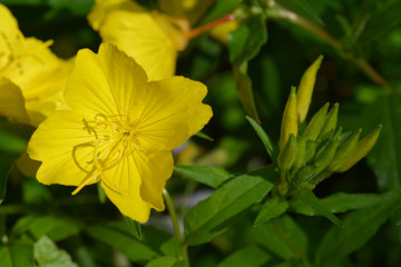 Common sundrops