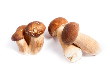 Several porcini mushrooms known as boletus edulis isolated on white background.