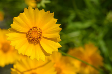 Star tickseed