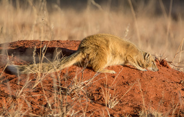 Obraz premium Yellow Mongoose