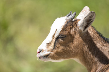 Obraz premium Kleine Ziege