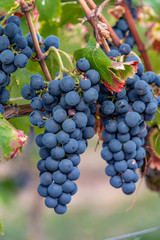 blue grapes, ready to harvest