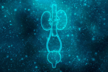 2d rendering human kidneys

