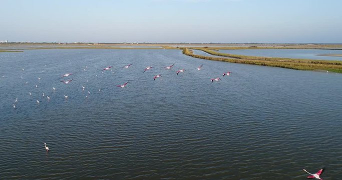 Drone shot of flamingos flying. Slow motion.