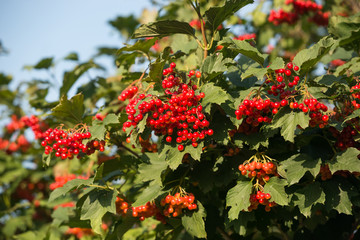 Obraz premium Ripe viburnum berries on the Bush