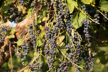 Bunches of ripe grapes on the background of greenery and leaves