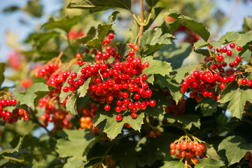 Obraz premium Ripe viburnum berries on the Bush