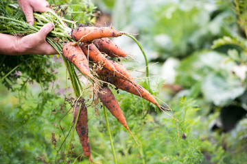 Fresh carrots, torn from the garden in the hands of an elderly woman on the background of the garden