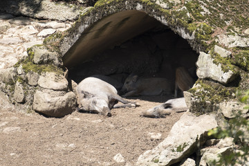 Wildscheine Tierpark Steinwasen  