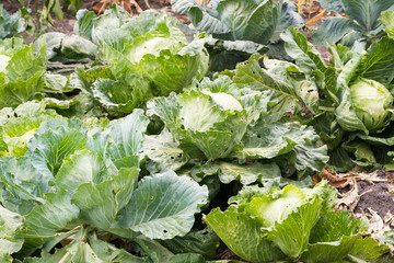 Naklejka premium Young cabbage in the garden