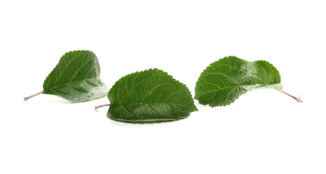 Apple tree leaves isolated on white background