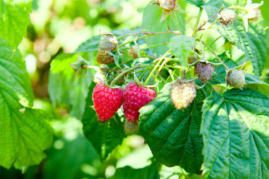 Ripe and unripe raspberry in fruit garden. Growing natural bush of raspberry. Branch of raspberry in sunlight.
