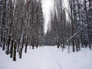 Siberian winter forest
