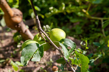 Shiny delicious apples hanging from tree branch in an apple orchard..