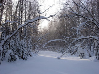 Siberian winter forest