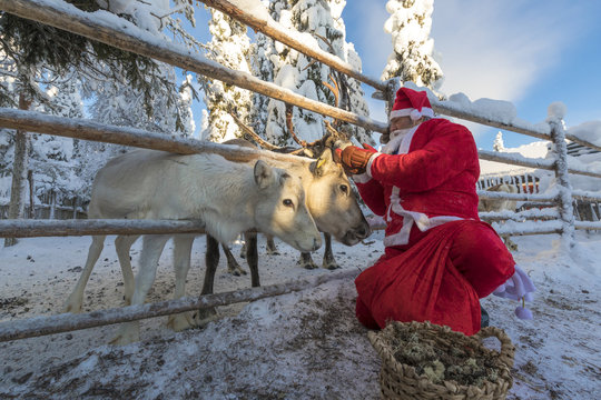 Santa Claus feeding reindeer, Ruka (Kuusamo), Northern Ostrobothnia region, Lapland, Finland