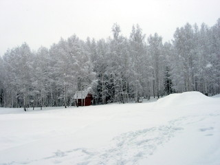 Siberian winter forest