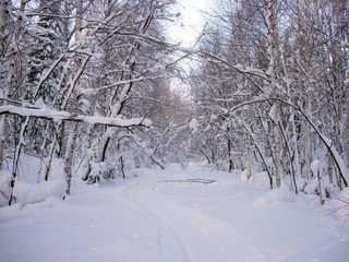 Siberian winter forest
