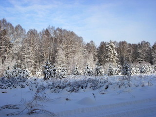 Siberian winter forest