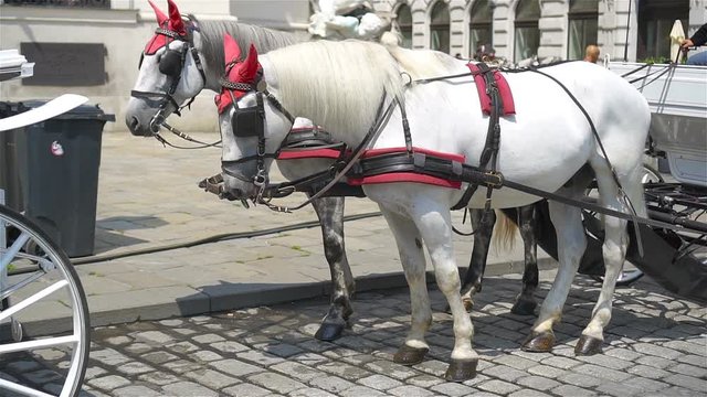 Traditional horse coach Fiaker in Vienna Austria