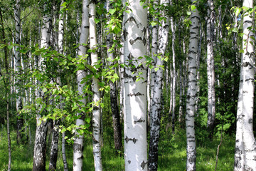Beautiful birch trees