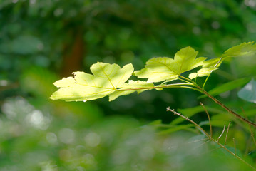 Green leafs in sunlight