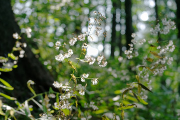 White flowers in sunlight